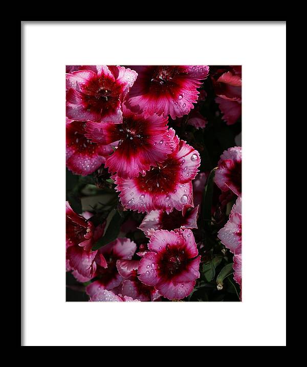 Flowers Framed Print featuring the photograph Flowers by Tim Riley