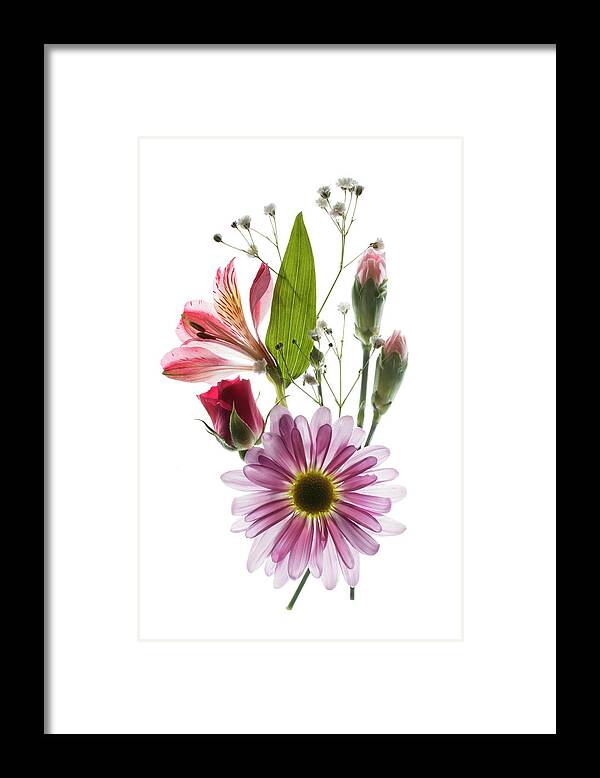 Flower Framed Print featuring the photograph Flowers Transparent 1 by Tom Mc Nemar