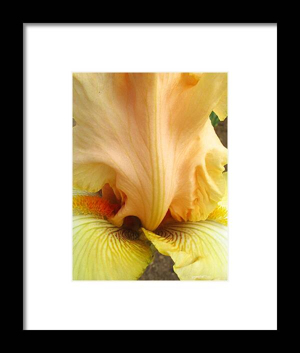 Yellow Framed Print featuring the photograph Flowerscape Yellow Iris One by Laura Davis