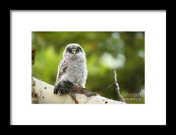 Great Gray Owl Framed Print featuring the photograph Fluffy by Aaron Whittemore