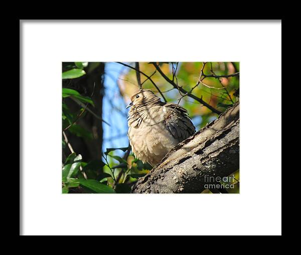 Mourning Dove Framed Print featuring the photograph Fluffy by Charles Green