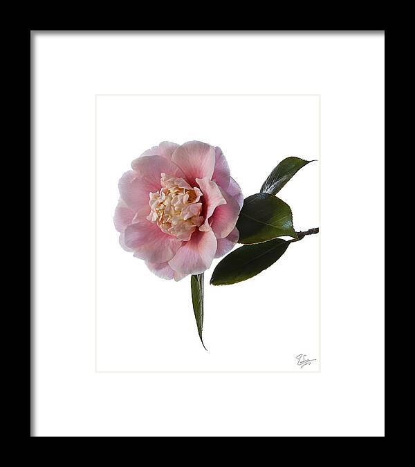 Flower Framed Print featuring the photograph Fluffy Pink Camellia by Endre Balogh