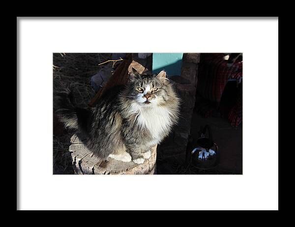 Cats Framed Print featuring the photograph Fluffy Reflection by Sandra Dalton