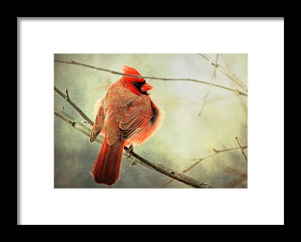 Cardinal Framed Print featuring the photograph Fluffy winter Cardinal by Al Mueller