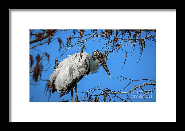 Bird Framed Print featuring the photograph Fluffy Wood Stork by Tom Claud