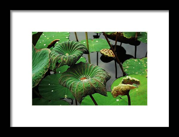 Lotus Framed Print featuring the photograph Fluidity by HweeYen Ong