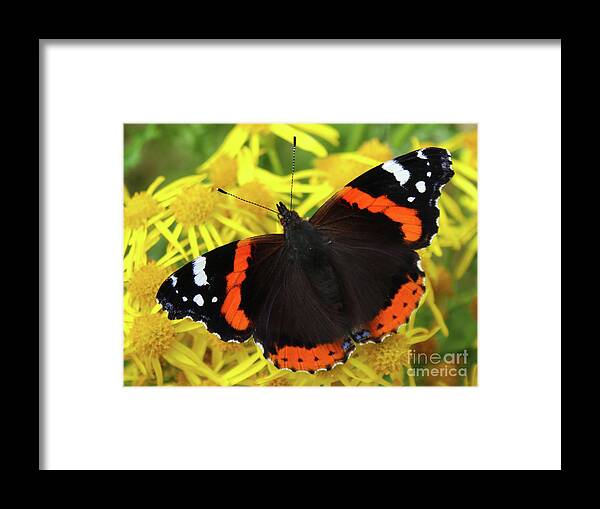 Donegal On Your Wall Framed Print featuring the photograph Red Admiral Flutter Donegal by Eddie Barron