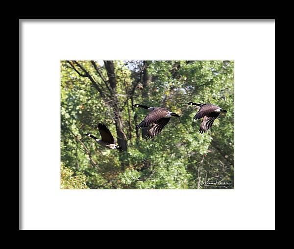 Geese Framed Print featuring the photograph Fly Away by Jackson Pearson