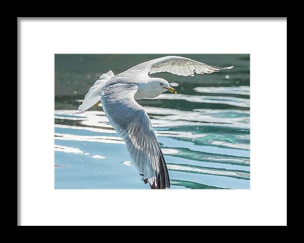 Seagull Framed Print featuring the photograph Flyby by Ian Sempowski