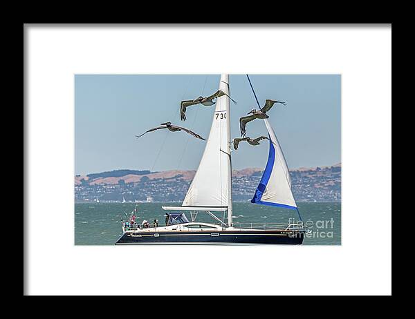 Brown Pelicans Framed Print featuring the photograph Flyby Two by Kate Brown