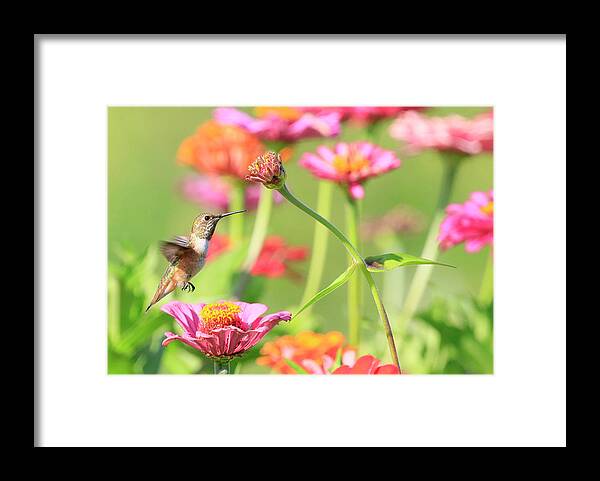 Anna's Hummingbird Framed Print featuring the photograph Flying Around by Steve McKinzie
