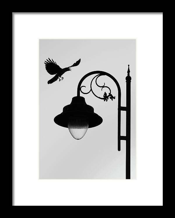 Flying Crow Photography Framed Print featuring the photograph Flying Crow Vs Street Lamp by Prakash Ghai