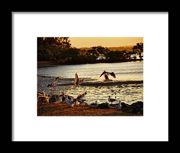 Landscape Framed Print featuring the photograph Flying Birds by Michael Blaine