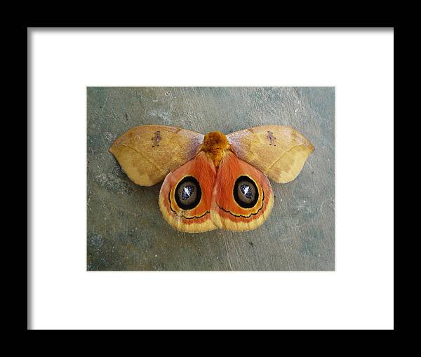 Bugs Framed Print featuring the photograph Flying Creatures No.1 by Gregory Young