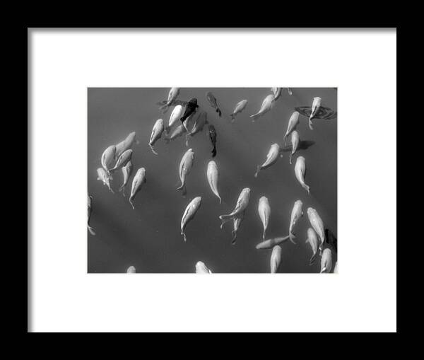 Animals Framed Print featuring the photograph Flying Fish by Edward Smith