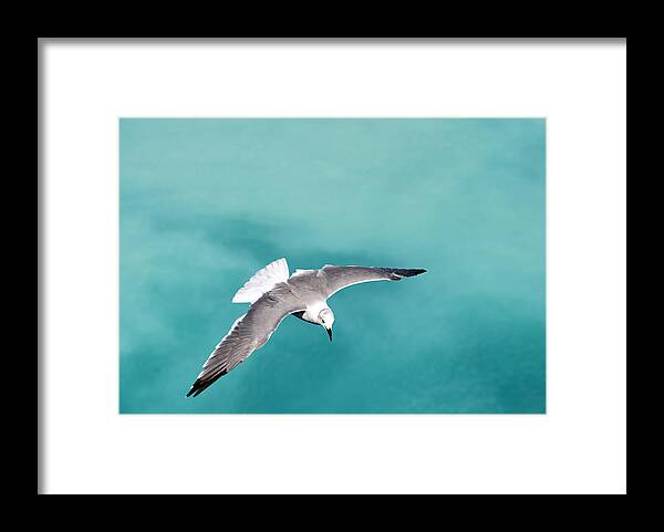 Seagull Framed Print featuring the photograph Flying by Gouzel -