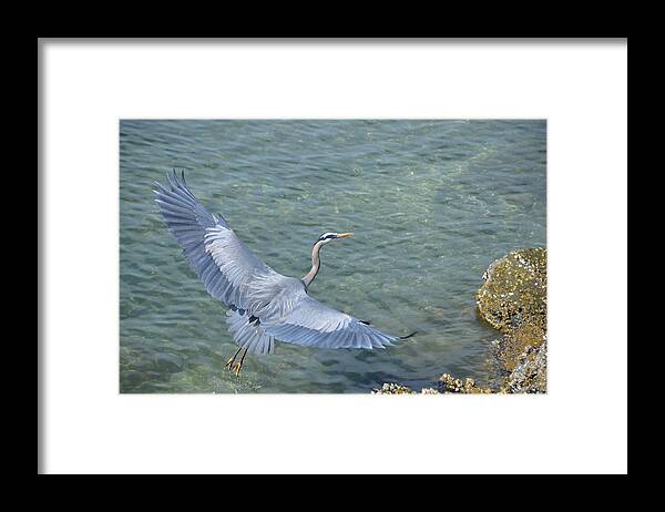 Blue Heron Framed Print featuring the photograph Flying Heron by Jerry Cahill