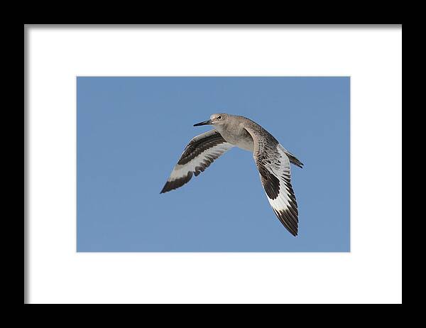 Willet Framed Print featuring the photograph Flying High by Fraida Gutovich