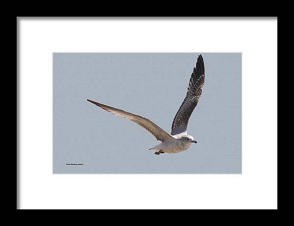 Flying High Framed Print featuring the photograph Flying High by Tom Janca