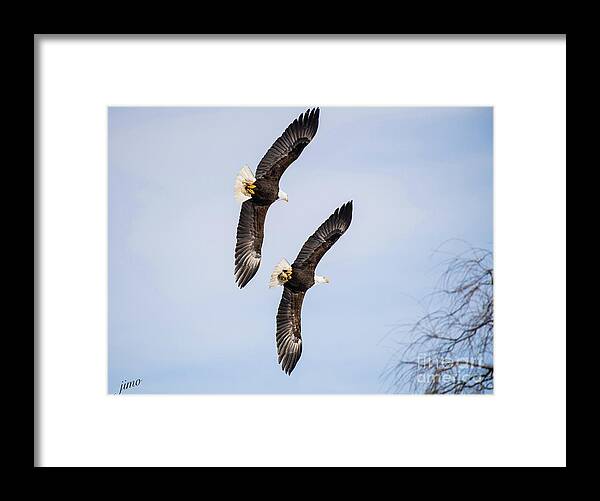 Eagles Framed Print featuring the photograph Flying in Formation by Jim Hatch
