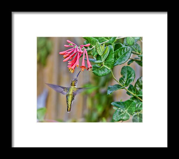 Hummingbird Framed Print featuring the photograph Flying Jewel by Kerri Farley