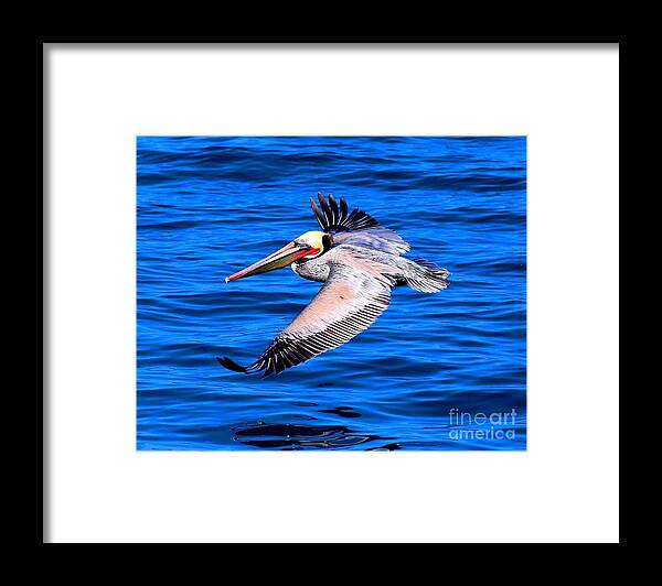 California Brown Pelican. Pelecanus Occidentalis Californicus Framed Print featuring the photograph Flying Low by Marta Robin Gaughen