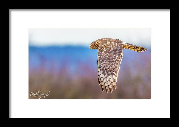 Owl Framed Print featuring the photograph Flying Owl by Mark Joseph