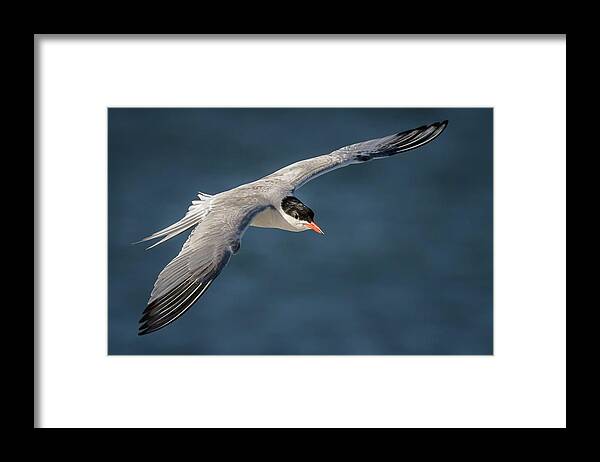 Birds Framed Print featuring the photograph Flying Tern 4691 by Karen Celella