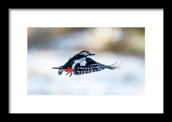 Flying Woodpecker Framed Print featuring the photograph Flying Woodpecker by Torbjorn Swenelius