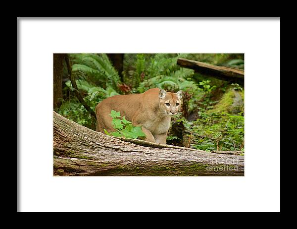 Photography Framed Print featuring the photograph Focal Point by Sean Griffin