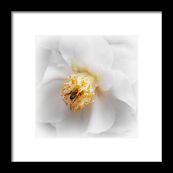 Nature Framed Print featuring the photograph Focus on Bee in White Camellia by Carol Groenen