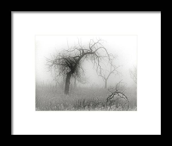 Tree Framed Print featuring the photograph Fog 005 by Mimulux Patricia No