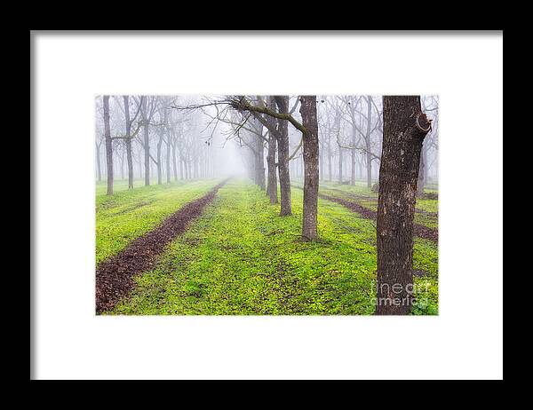 Fog Framed Print featuring the photograph Fog and Orchard by Anthony Michael Bonafede