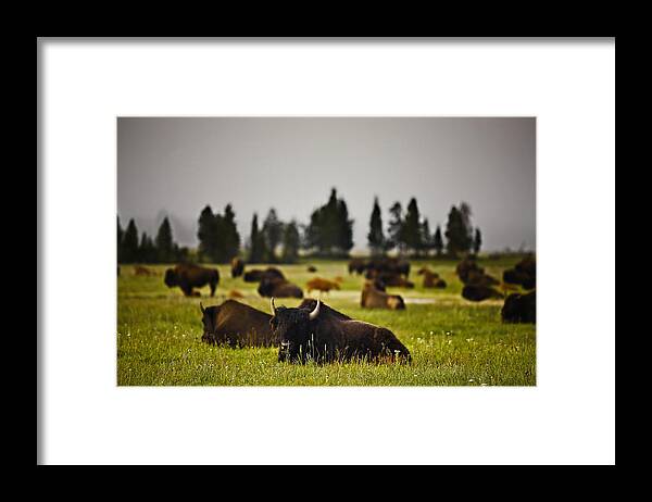 Nature Framed Print featuring the photograph Foggy Herd by John K Sampson