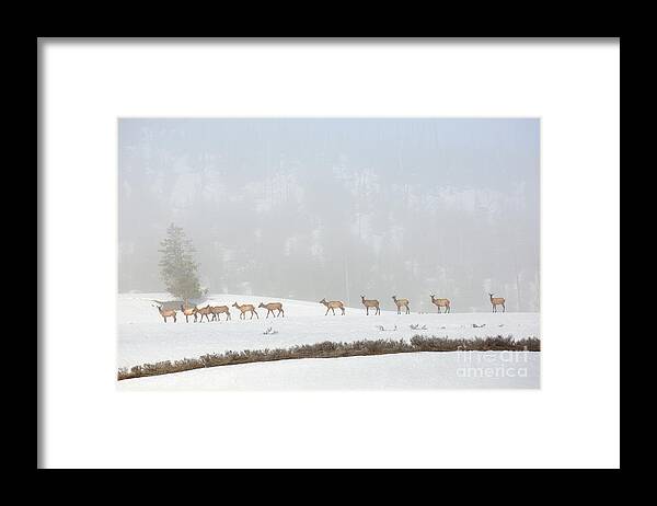 Elk Framed Print featuring the photograph Foggy Meadow by Aaron Whittemore