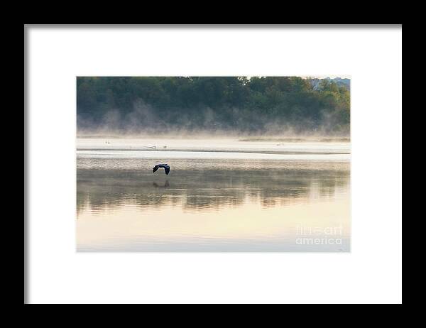 Great Blue Heron Framed Print featuring the photograph Foggy Morning Flight by Jennifer White