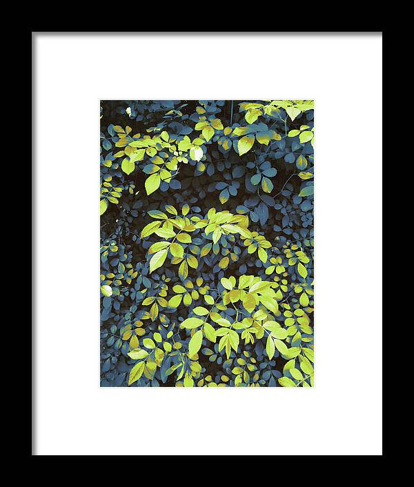 Foliage Framed Print featuring the digital art Foliage Hues - Dark Blue and Green by Shawna Rowe