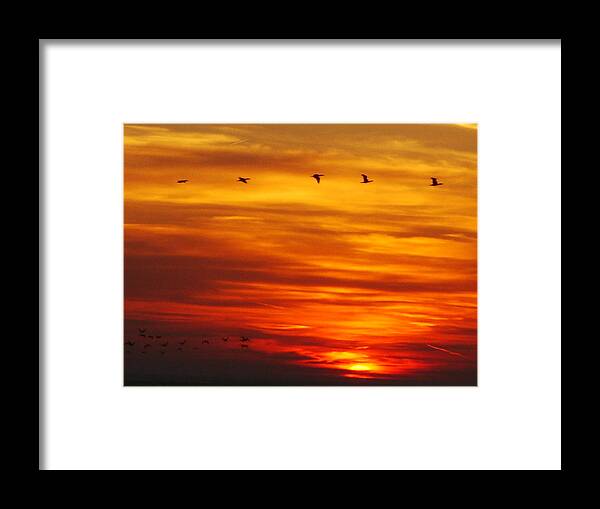 Flying Framed Print featuring the photograph Follow The Leader by Delena Romo