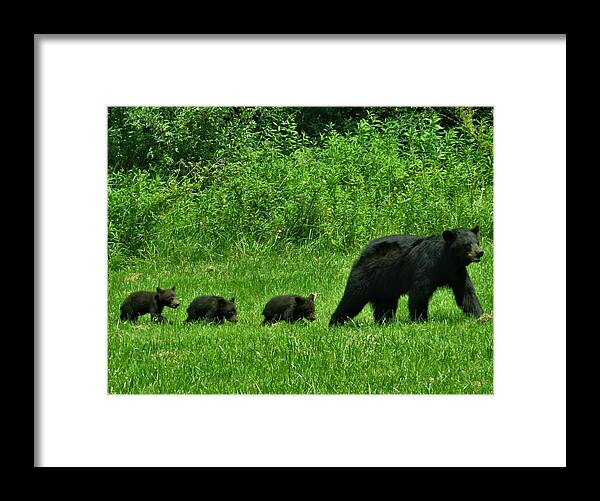 Animals Framed Print featuring the photograph Follow the Leader by Jeanette Oberholtzer
