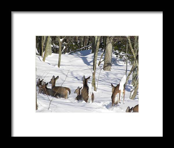 Deer Framed Print featuring the photograph Follow the Leader by Jewels Hamrick