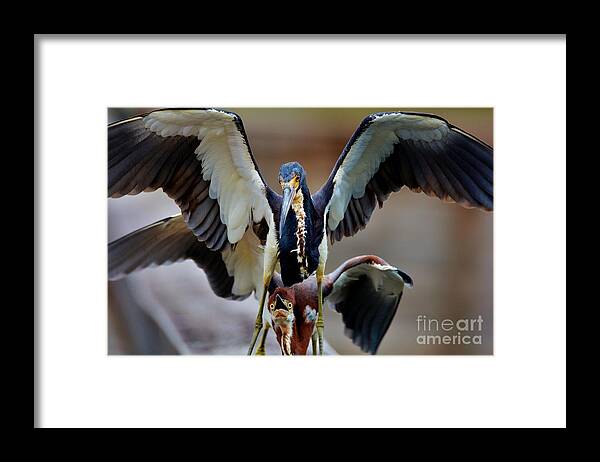 Tri Color Heron Family Framed Print featuring the photograph Follow the Leader by Julie Adair