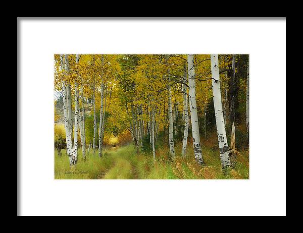 Birch Trees Framed Print featuring the photograph Follow The Light by Donna Blackhall