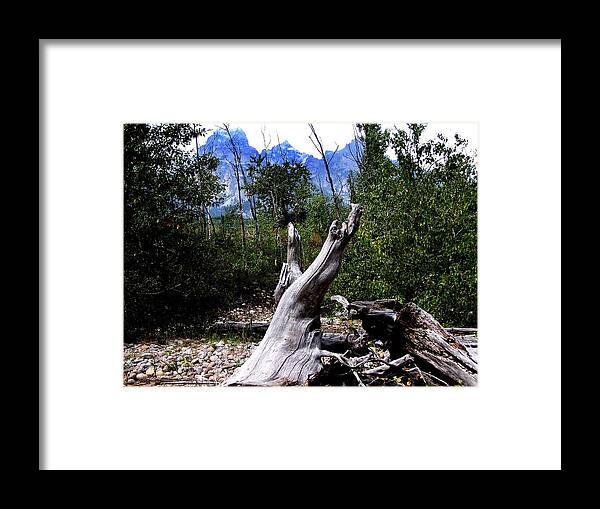 Driftwood Framed Print featuring the photograph Follow the Track by Debbie Hall