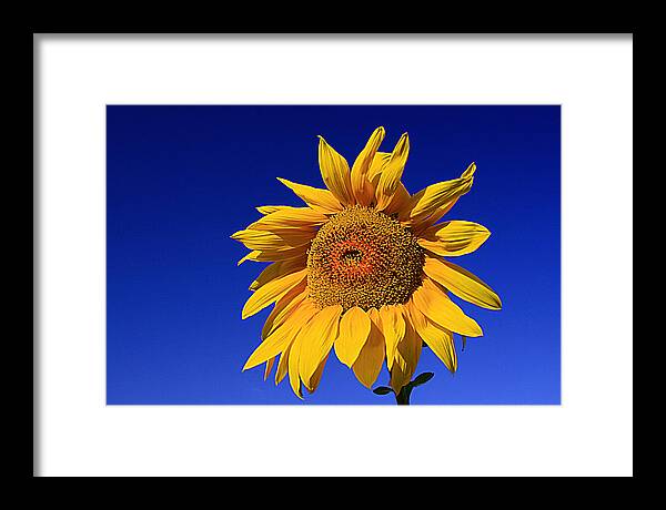 Sunflowers Framed Print featuring the photograph Fond by Robert Shahbazi