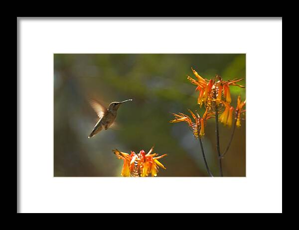 Hummingbird Framed Print featuring the photograph Food for Flyers by Richard Henne