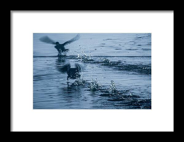 Wildlife Framed Print featuring the photograph Footprints by Albert Seger