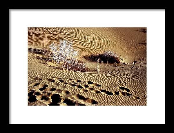 Desert Framed Print featuring the photograph Footprints by Robert Shahbazi