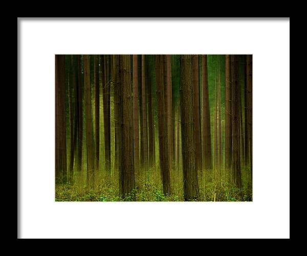 Forest Framed Print featuring the photograph Forest Abstract01 by Svetlana Sewell