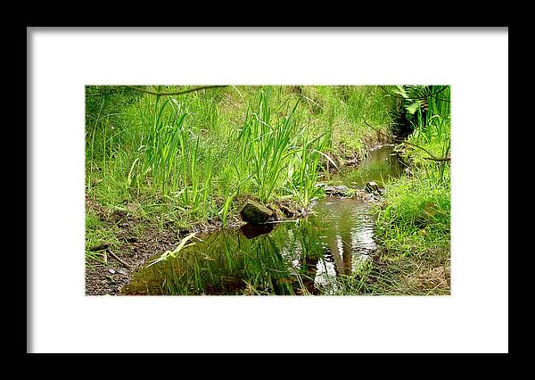 Brook Framed Print featuring the photograph Forest Brook by Elena Perelman