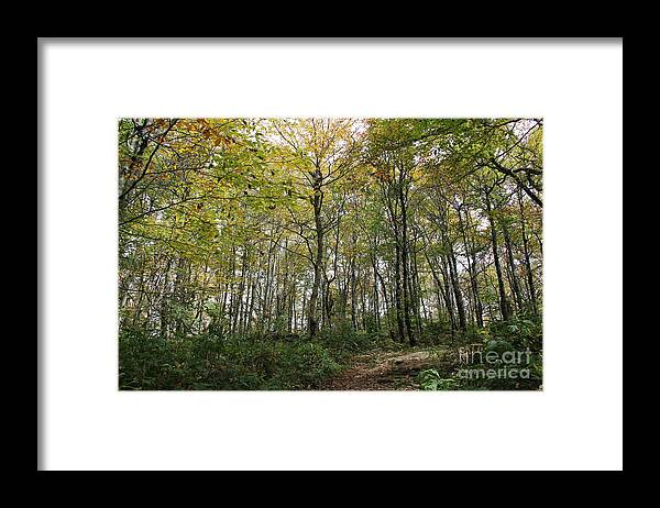 Forest Framed Print featuring the photograph Forest Canopy by Allen Nice-Webb